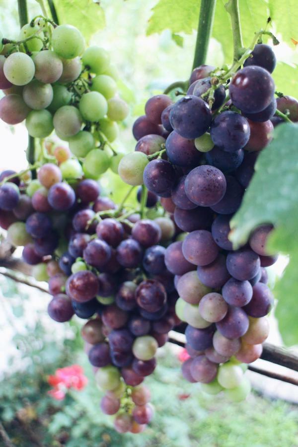 Studio And Winery Kalimut Virpazar Esterno foto